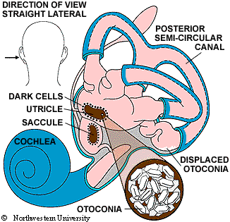 Inner Ear Structures